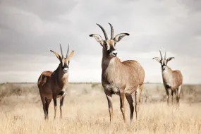 Antelope Trio