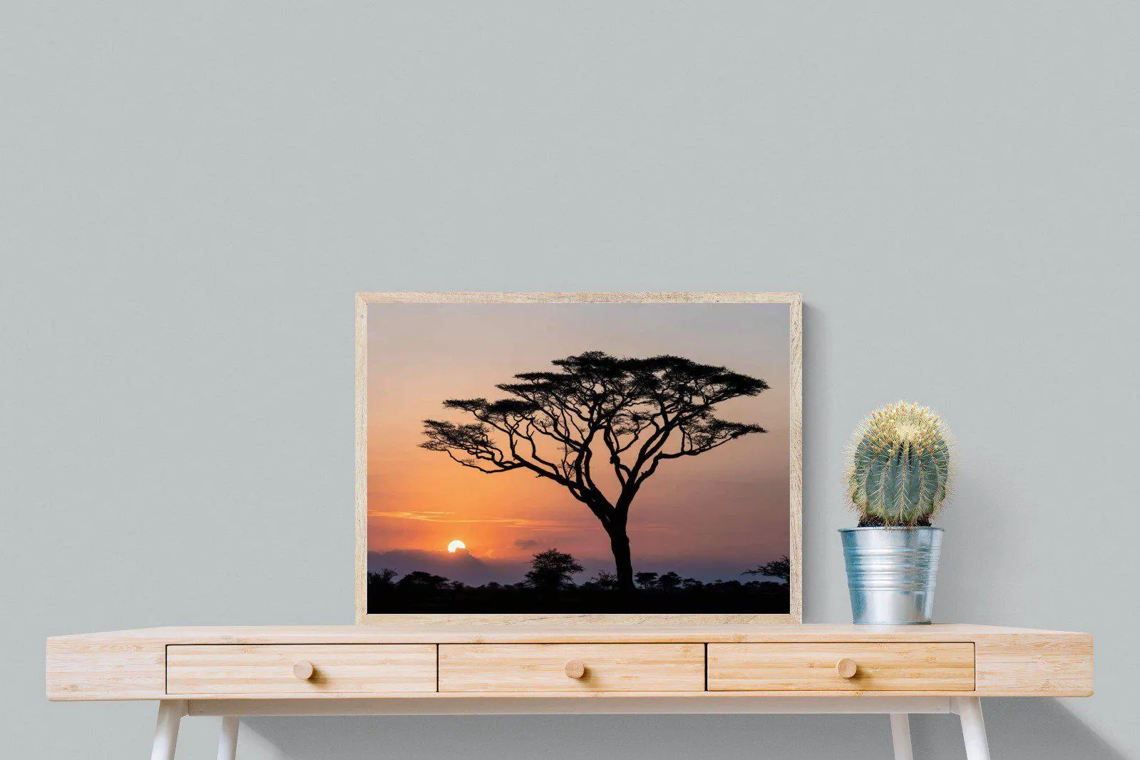 Acacia Sunset