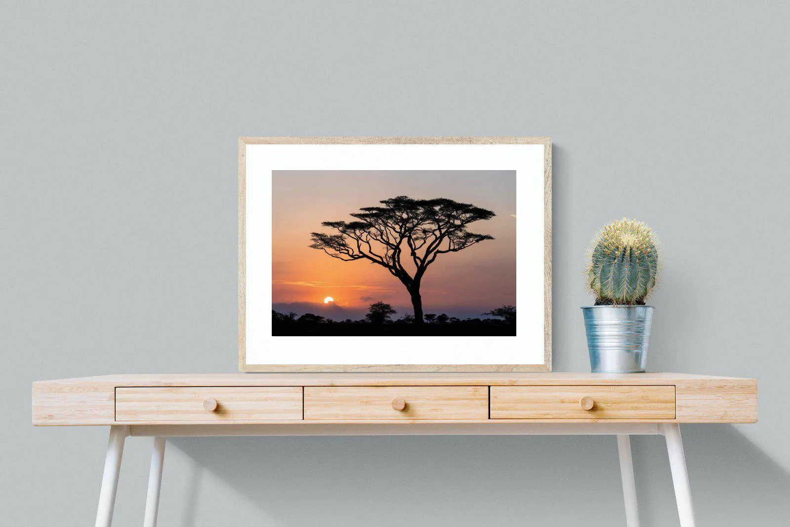 Acacia Sunset