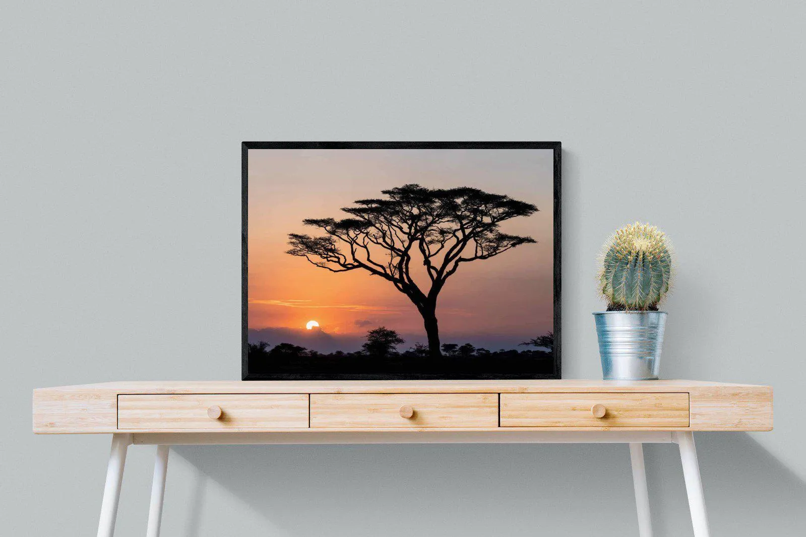 Acacia Sunset