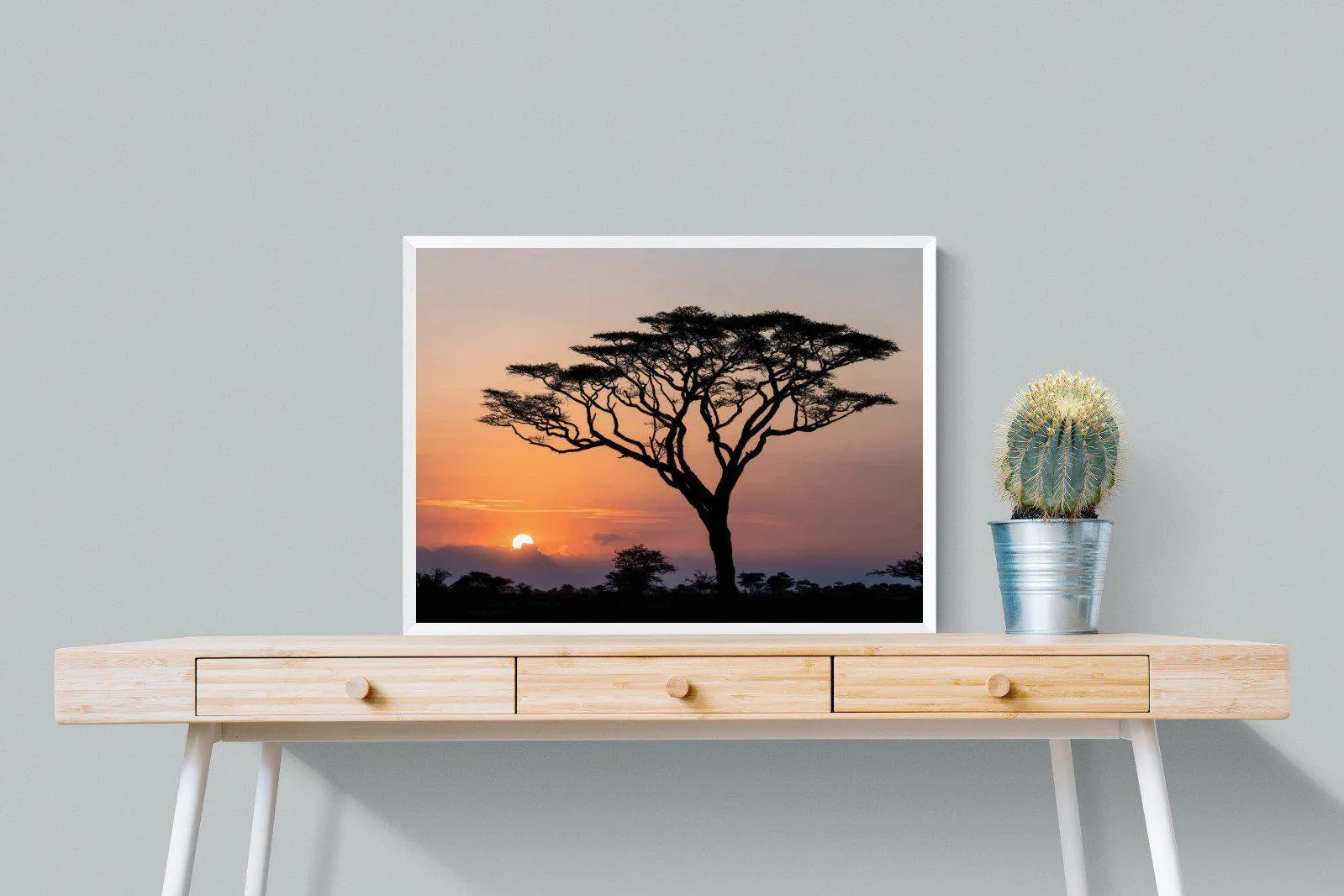 Acacia Sunset