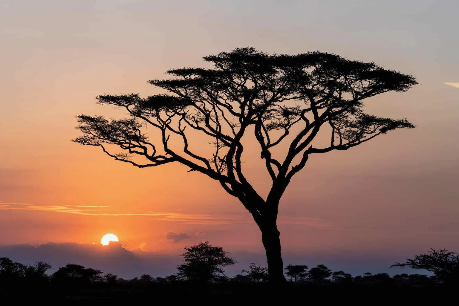 Acacia Sunset