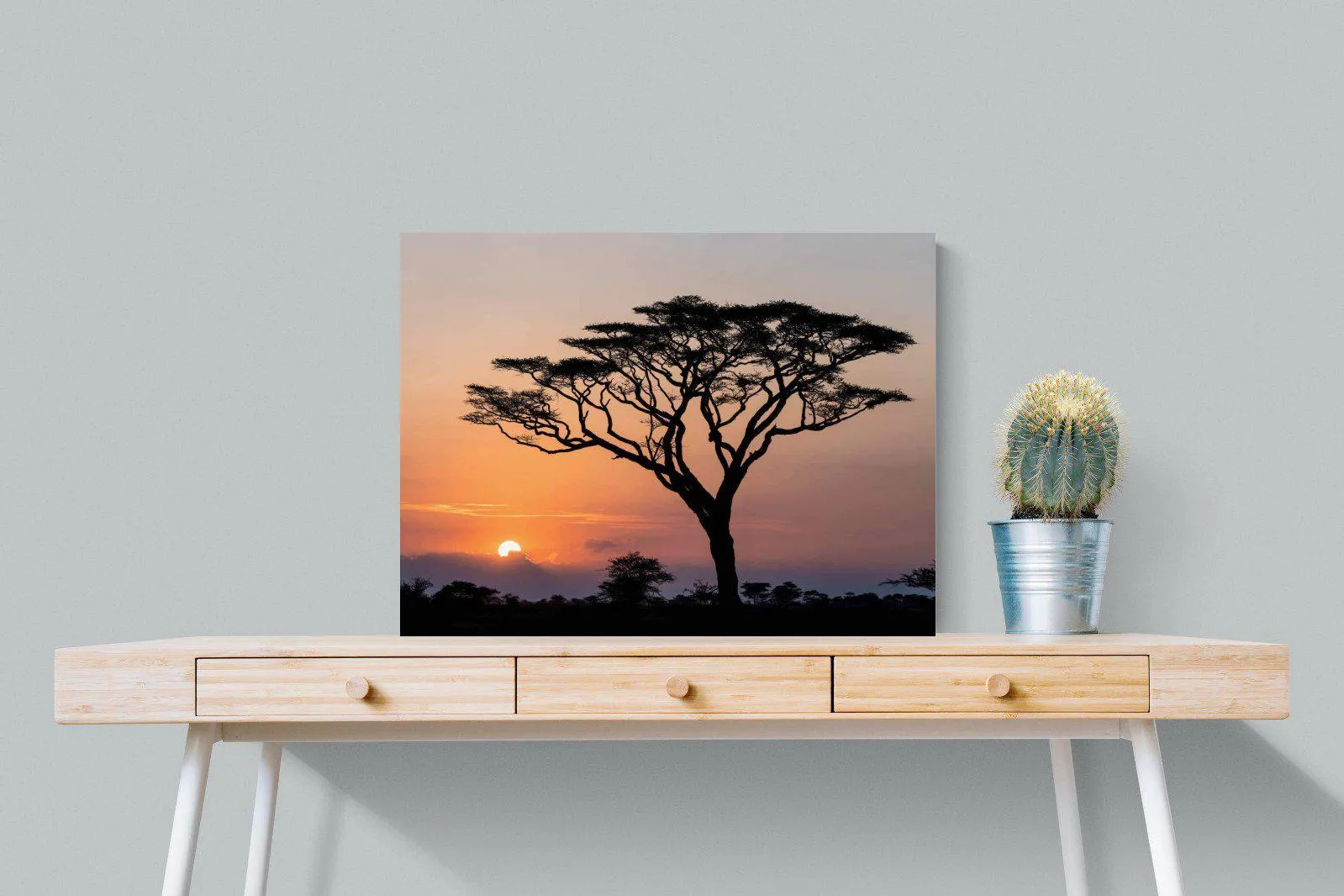 Acacia Sunset