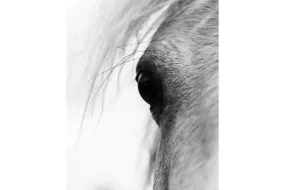 Eye of the Horse