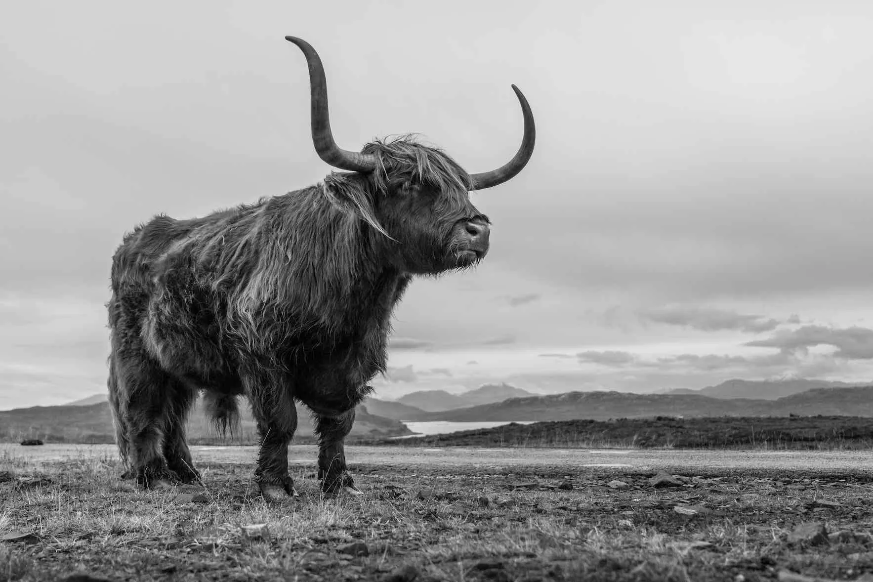 Highland Cow